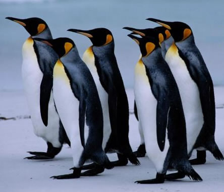 ¿Por qué no se congelan las patas de los pingüinos?