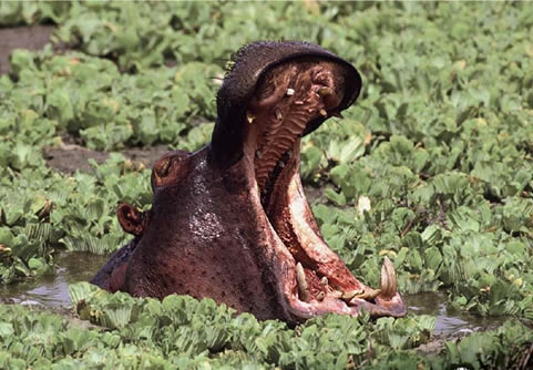 ¿Sabías que también los animales bostezan, aunque no siempre para una mejor oxigenación?