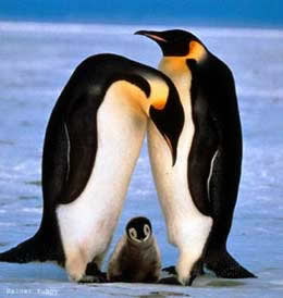 ¿Cómo localiza a su pareja la hembra del pingüino emperador?