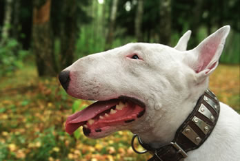 ¿De donde provienen los bull terrier?