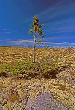 Encuentran el árbol vivo más viejo del mundo en Suecia