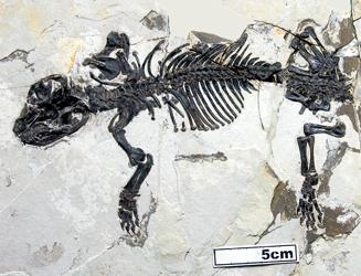 Encuentran un oído de transición