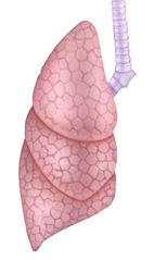¿Es posible vivir con un pulmón?