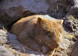 ¿Conoces al extraño wombat?