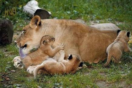 ¿Sabías que algunos animales se comunican mediante los olores?