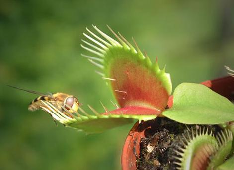 ¿Sabías que hay plantas que se comunican entre sí, e incluso con ciertos animales?