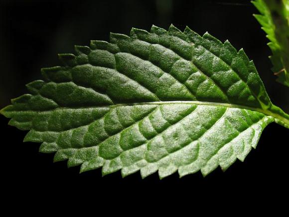 Menta: tras su aroma y profundo sabor; contiene grandes propiedades.