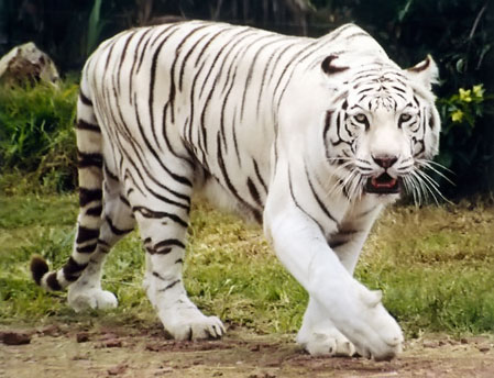 Animales en serio peligro de extinción