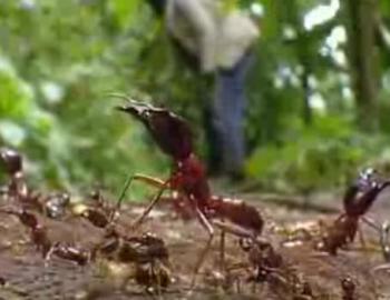 Especial: hormigas asesinas