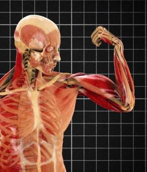 25 curiosidades del cuerpo humano