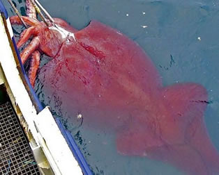 ¿Sabías que el calamar gigante tiene el cerebro más grande…