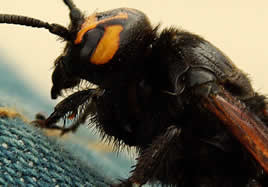 ¿Por qué es que algunas abejas son reinas y otras no?