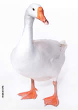 ¿Es cierto que el graznido del pato no produce eco?