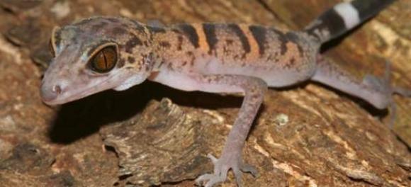 Crean un lagarto capaz de clonarse a sí mismo
