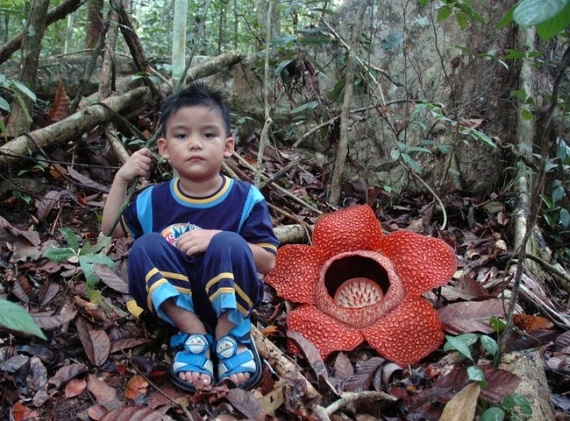 Rafflesia es un género de plantas