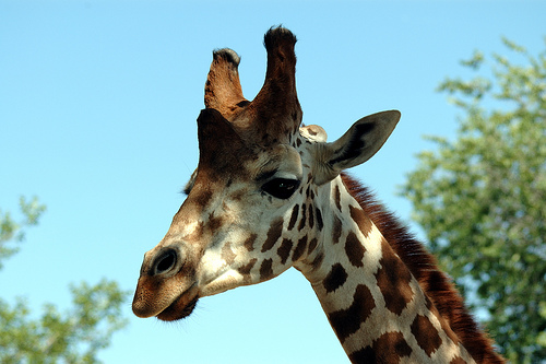 Proyecto entrerriano para importar jirafas ecologicas