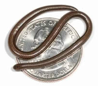 La serpiente más pequeña del mundo