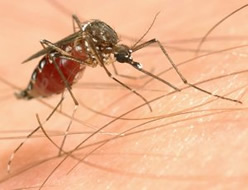 ¿Por que razón les pican los mosquitos más a unas personas que a otras?