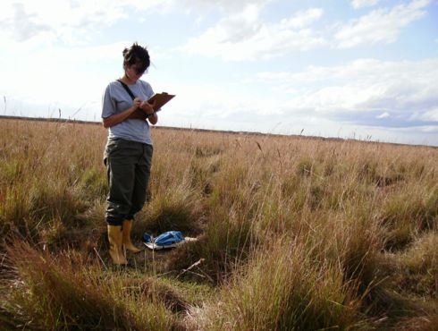 Investigadores Argentinos utilizan avispas para controlar la mosca de la fruta