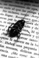 ¿Por qué las cucarachas mueren boca arriba?