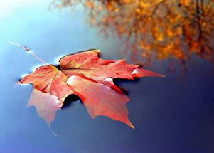 ¿Por qué cambian las hojas de color en otoño?