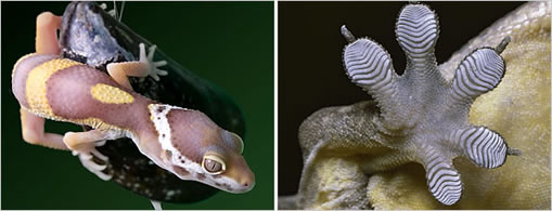 Crean un super pegamento