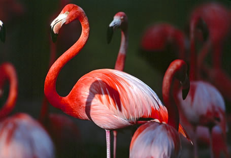  ¿Sabías que el color de los flamingos se debe a su alimento?