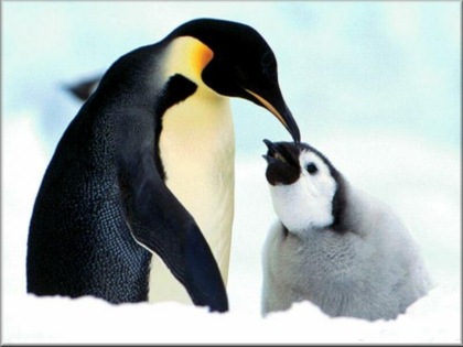 Los Pingüinos
