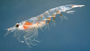  ¿Sabías que el Krill es el animal que más abunda en el planeta tierra?