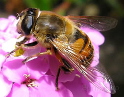 ¿Sabías que las abejas saben contar pero solo hasta el número cuatro?