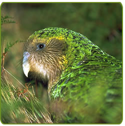 ¿Sabías que el kakapo es el único loro del mundo que no vuela?