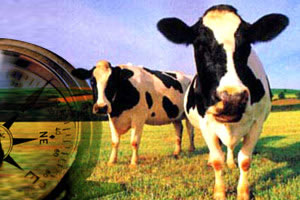 ¿Sabías que las vacas como las brújulas siempre miran hacia el norte?