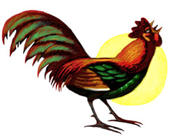 ¿Por qué los gallos cantan en las mañanas?