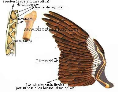 ¿Sabías que los huesos de las aves son huecos con cavidades llenas de aire?
