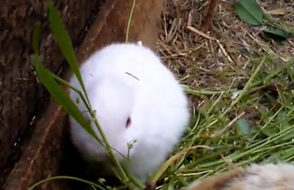 El conejo de Fukushima: Nació sin orejas y genera pánico en Japón por la radicación nuclear.