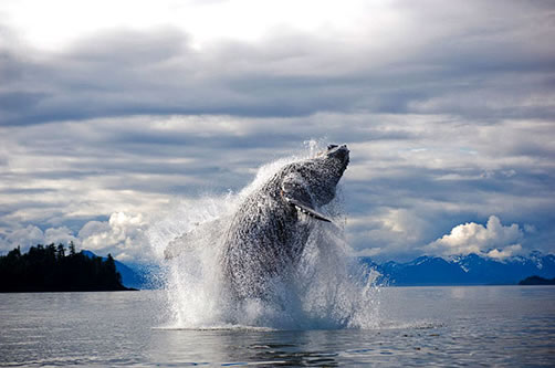 ¿Sabías que la ballena jorobada con un cuerpo poco flexible da vueltas increíbles, gracias a la forma de sus aletas?