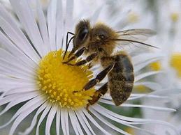 ¿Sabías que el zumbido de las abejas protege a las plantas de ser devoradas?