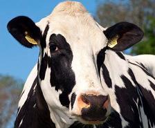 Detectan en vacas una ´superbacteria´ resistente a los antibióticos  