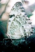 La Mariposa Nacional conocida como “Bandera Argentina”