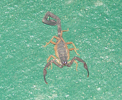 5 consejos para aumentar el tráfico a su sitio web para su negocio multinivel