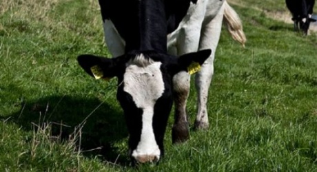 Científicos Argentinos logran la primera clonación exitosa de una vaca transgénica