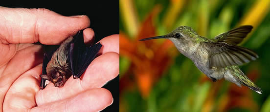 ¿Cuál es el animal volador más pequeño?