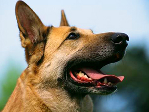 ¿Pueden los perros leernos la mente?