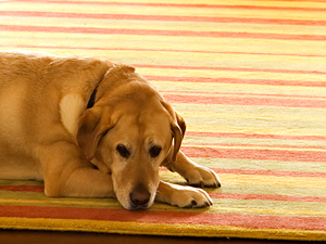 ¿Pueden ser pesimistas los perros?