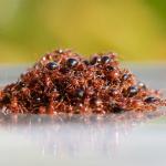 En grupo las hormigas coloradas se hacen impermeables frente a las inundaciones 