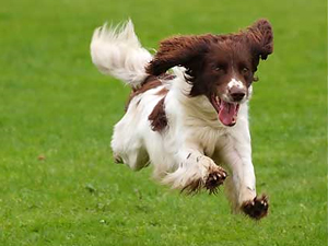 Los perros pequeños surgieron hace 12.000 años