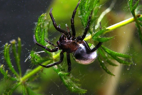 ¿Cómo respiran las arañas bajo el agua?
