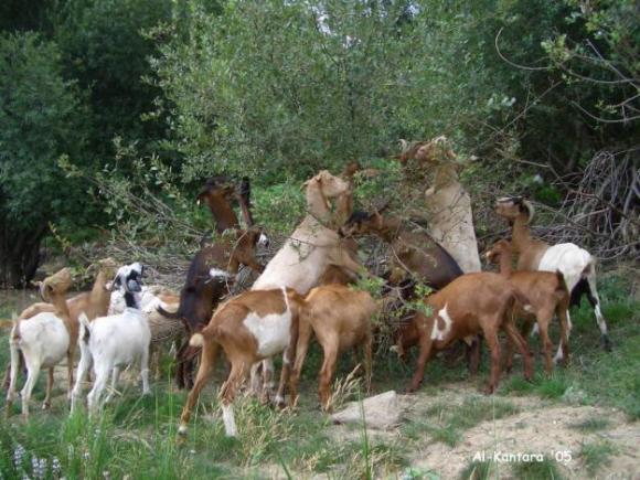 Investigadores Argentinos utilizan biotecnología para lograr la optimización en la elaboración de queso de leche de cabra