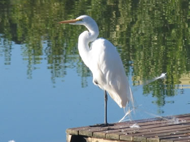 ¿Por qué la garza duerme sobre una sola pata?
