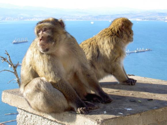¿Cómo llegaron los monos al Peñón de Gibraltar?